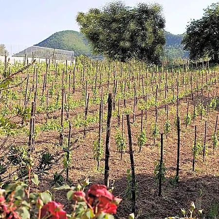 Tenuta D'amore Hotel San Mango Piemonte